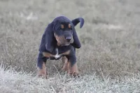 Abby, a female Basset Hound for sale in Memphis, MO – Photo 7 of 9
