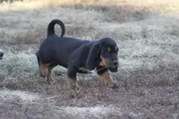 Abby, a female Basset Hound for sale in Memphis, MO – Photo 2 of 9