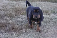 Abby, a female Basset Hound for sale in Memphis, MO – Photo 9 of 9