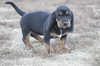 Abby, a female Basset Hound for sale in Memphis, MO – Photo 5 of 9
