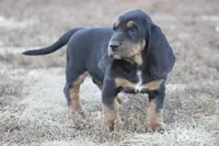 Abby, a female Basset Hound for sale in Memphis, MO – Photo 4 of 9