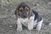 JAY, a male Basset Hound and Beagle for sale in Memphis, MO – Photo 2 of 5