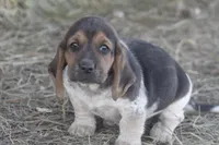 JAY, a male Basset Hound and Beagle for sale in Memphis, MO – Photo 1 of 5