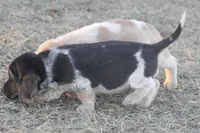 JAY, a male Basset Hound and Beagle for sale in Memphis, MO – Photo 5 of 5