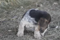 JAY, a male Basset Hound and Beagle for sale in Memphis, MO – Photo 4 of 5