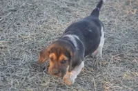 JAY, a male Basset Hound and Beagle for sale in Memphis, MO – Photo 3 of 5