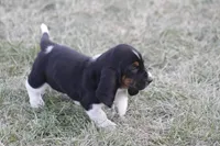 KATE, a female Basset Hound for sale in Memphis, MO – Photo 3 of 9