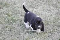 KATE, a female Basset Hound for sale in Memphis, MO – Photo 4 of 9