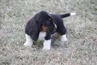 KATE, a female Basset Hound for sale in Memphis, MO – Photo 8 of 9