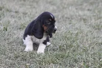 KATE, a female Basset Hound for sale in Memphis, MO – Photo 6 of 9