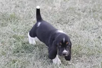 KATE, a female Basset Hound for sale in Memphis, MO – Photo 2 of 9