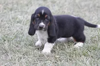 KATE, a female Basset Hound for sale in Memphis, MO – Photo 5 of 9