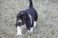 KATE, a female Basset Hound for sale in Memphis, MO – Photo 1 of 9