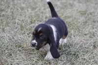 KATE, a female Basset Hound for sale in Memphis, MO – Photo 7 of 9