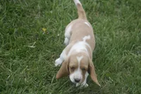 DOT, a female Basset Hound for sale in Memphis, MO – Photo 2 of 6