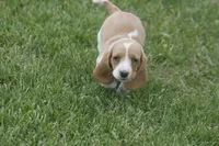 DOT, a female Basset Hound for sale in Memphis, MO – Photo 3 of 6
