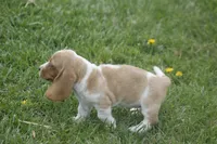 DOT, a female Basset Hound for sale in Memphis, MO – Photo 6 of 6