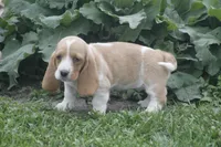 DOT, a female Basset Hound for sale in Memphis, MO – Photo 1 of 6
