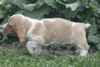 DOT, a female Basset Hound for sale in Memphis, MO – Photo 5 of 6