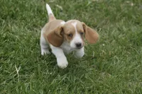 DOT, a female Basset Hound for sale in Memphis, MO – Photo 4 of 6