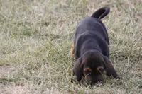 JILL, a female Basset Hound for sale in Memphis, MO – Photo 4 of 6