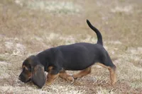 JILL, a female Basset Hound for sale in Memphis, MO – Photo 5 of 6