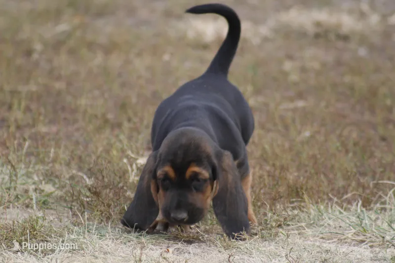 JILL, a female Basset Hound for sale in Memphis, MO – Photo 1 of 6