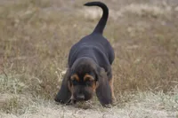 JILL, a female Basset Hound for sale in Memphis, MO – Photo 1 of 6