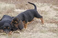 JILL, a female Basset Hound for sale in Memphis, MO – Photo 6 of 6