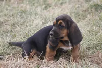 JILL, a female Basset Hound for sale in Memphis, MO – Photo 3 of 6
