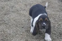 BILL, a male Basset Hound for sale in Memphis, MO – Photo 1 of 9