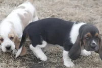 BILL, a male Basset Hound for sale in Memphis, MO – Photo 5 of 9