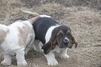 BILL, a male Basset Hound for sale in Memphis, MO – Photo 9 of 9