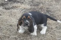 BILL, a male Basset Hound for sale in Memphis, MO – Photo 6 of 9
