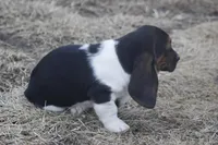 BILL, a male Basset Hound for sale in Memphis, MO – Photo 8 of 9