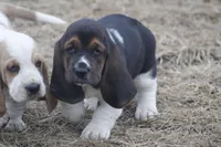 BILL, a male Basset Hound for sale in Memphis, MO – Photo 7 of 9