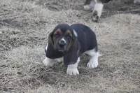 BILL, a male Basset Hound for sale in Memphis, MO – Photo 4 of 9