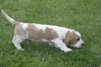 ABE, a male Basset Hound for sale in Memphis, MO – Photo 9 of 10