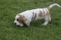 ABE, a male Basset Hound for sale in Memphis, MO – Photo 3 of 10