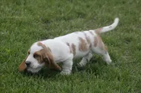 ABE, a male Basset Hound for sale in Memphis, MO – Photo 5 of 10
