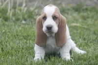 ABE, a male Basset Hound for sale in Memphis, MO – Photo 10 of 10