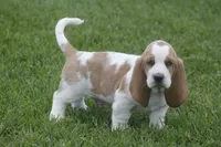 ABE, a male Basset Hound for sale in Memphis, MO – Photo 1 of 10