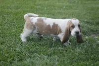 ABE, a male Basset Hound for sale in Memphis, MO – Photo 4 of 10