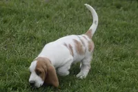 ABE, a male Basset Hound for sale in Memphis, MO – Photo 2 of 10