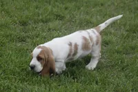 ABE, a male Basset Hound for sale in Memphis, MO – Photo 7 of 10