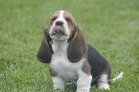 AL, a male Basset Hound for sale in Memphis, MO – Photo 10 of 10