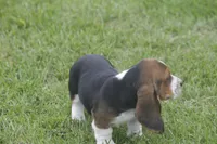 AL, a male Basset Hound for sale in Memphis, MO – Photo 8 of 10