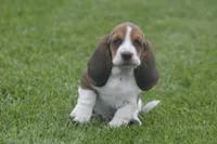 AL, a male Basset Hound for sale in Memphis, MO – Photo 1 of 10