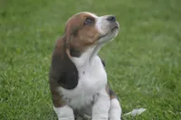 AL, a male Basset Hound for sale in Memphis, MO – Photo 3 of 10