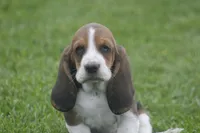 AL, a male Basset Hound for sale in Memphis, MO – Photo 4 of 10